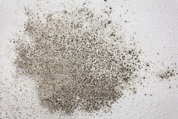 Mould Cleaning Services